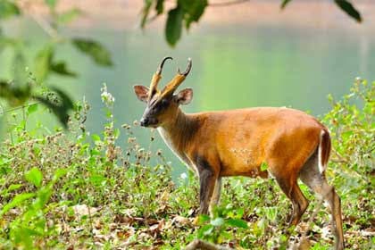 Fansad Bird Sanctuary